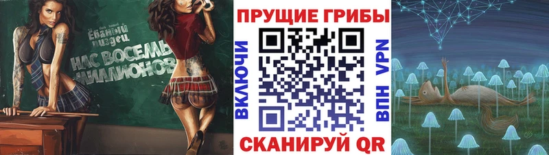 Купить где  Шарыпово  Псилоцибиновые грибы Psilocybine cubensis 